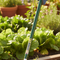 Premium Dutch Hoe with PVC Coated Aluminium Shaft and Carbon Steel Blade for Garden Cultivation