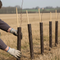 Premium Spiral Tree Guards for Young Trees and Hedgerows - 45cm & 60cm Sizes, Flexible and Durable Protection (per 250 pieces)