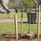 Premium Treated Square Tree Stakes for Garden Fencing and Support - Available in Multiple Sizes