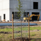 Premium Welded Mesh Tree Guards - Galvanized Metal for Urban Planting Protection