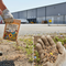 Premium Wildflower Seed Mix for Honey Bees & Butterflies - 1kg Colourful Blend for Biodiversity Enhancement