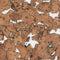 White Patterned Cork Wall Tiles – Decorative Acoustic Panels 600x300mm | Pack of 11 | 1.98m² Coverage