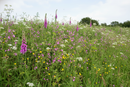 Premium Shade, Hedgerow & Woodland Wildflower Mix for Natural Landscaping and Biodiversity Enhancement - Detail View