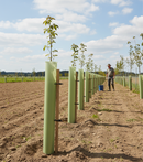 Premium Tube Shelter for Trees - Nest of 5 Shelters with Various Diameters for Optimal Protection - Detail View