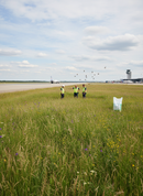 Premium Birdstrike Grass Seed Mixture 20kg - Tall Fescue & Annual Ryegrass for Frost & Drought Resistance - Detail View