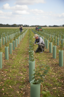 Premium Heavy Duty Tube Shelter for Shrubs - Nest of 4 with Multiple Diameter Options and Heights for Optimal Plant Protec...