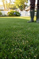 Premium Traditional Grass Seed Mixture with High Disease Resistance for Dense, Fine Lawns - Detail View