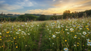 Premium Classic Meadow Wildflower Mix with Diverse Native Species for Environmental Enhancement - Detail View