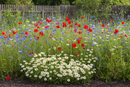 Premium High Nutrient Soils Annuals & Perennials Wildflower Mix for Vibrant Meadows and Sustainable Growth - Detail View
