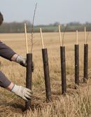 Premium Spiral Tree Guards for Young Trees and Hedgerows - 45cm & 60cm Sizes, Flexible and Durable Protection (per 250 pie...