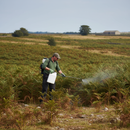 Professional Herbicide for Effective Bracken Control with 400g/L Asulam in Soluble Concentrate Formulation - Detail View