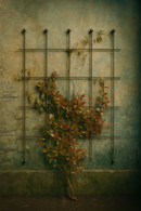 Square metal trellis with climbing plant on a teal wall.