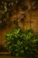 Metal trellis mounted on a rustic brick wall with climbing and leafy plants.