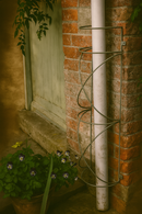 Spiral drainpipe trellis on brick wall with potted flowers.