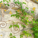 Decorative scroll trellis on stone wall with green climbing vine.