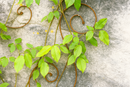 Rustic metal scroll trellis with green climbing leaves on stone wall.