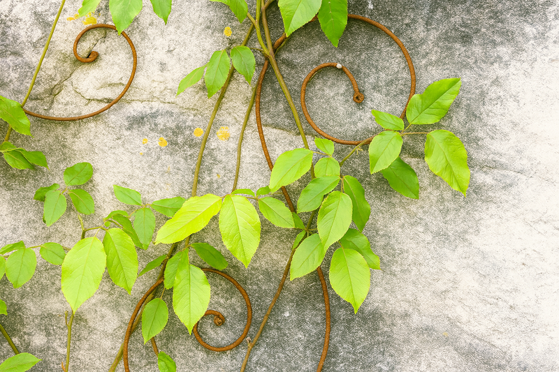 Rustic metal scroll trellis with green climbing leaves on stone wall.