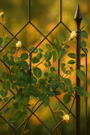 Verdanta Byzantine Garden Screen – Elegant Arched Trellis