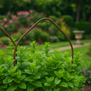 VerdantEdge Border Hoops – 6pk Steel Edging, Rust-Resistant