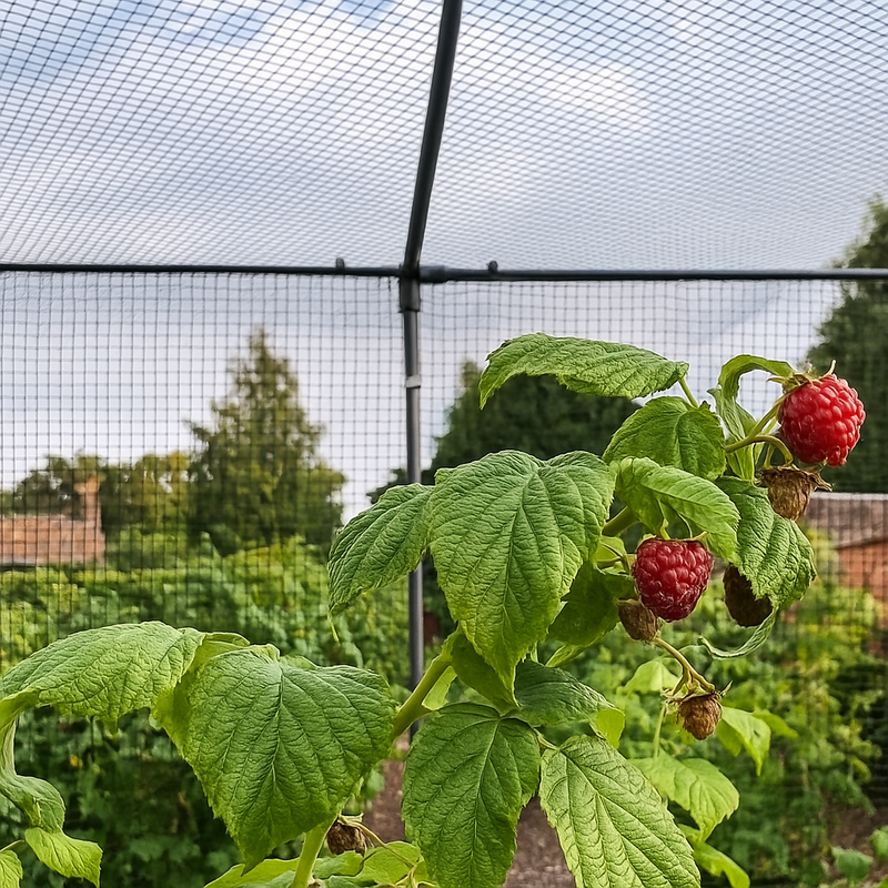 VerdantEdge Walk-In Fruit Cage – Galvanised Steel, 2m+ Tall