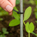 Hand tying a young pea plant to a metal stake using a black garden cable tie.