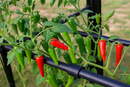 Close-up of red and green chili peppers growing on a plant support frame.