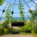 Lush plants growing inside a transparent dome greenhouse by the beach.