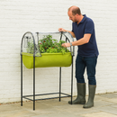 Man tending raised growhouse planter with clear cover.