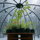 Green plants thriving inside a transparent dome greenhouse during snowfall.