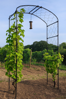 Vine Steel Garden Arch 1