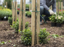 Premium Oak Hardwood Square Stakes for Tree and Shrub Support - Durable and Easy to Install with Multiple Size Options - D...