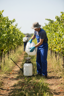 Professional Heavy Duty Herbicide 360g/L Glyphosate for Edible and Non-Edible Crops with Soluble Concentrate Formulation -...