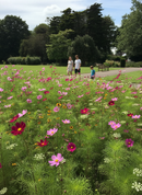 Premium Colour Boost Amenity Flowers Mixture 1kg - Vibrant Varieties for Gardens and Public Spaces - Detail View