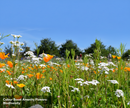 Premium Biodiversity Seed Mixture 1kg - Perennial, Annual, and Biennial Flowers for Vibrant Gardens - Detail View