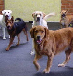 Round Dot Rubber Kennel Flooring By Slip-Not